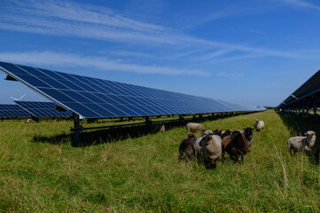 Sheeps standing next to a field of solar panels an windmill in the distance. Agrivoltaics concept...