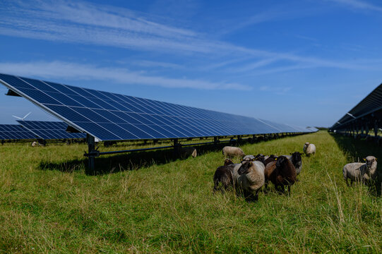Sheeps standing next to a field of solar panels an windmill in the distance. Agrivoltaics concept that involves the shared use of land for solar parks and sheep grazing.
