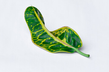 Colorful leaf texture isolated on white background, beautiful croton (Codiaeum variegatum) leaves © Semoga