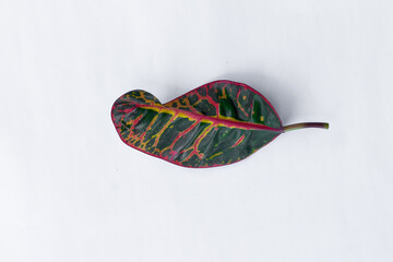 Colorful leaf texture isolated on white background, beautiful croton (Codiaeum variegatum) leaves © Semoga