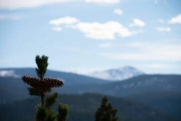 Pinecones in tree up close