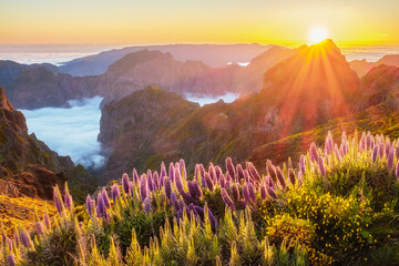 View from Pico do Arieiro of mountains over clouds with Pride of Madeira flowers and blooming Cytisus shrubs on sunset with sunburst. Madeira island, Portugal