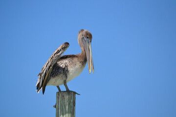 Pelicans in the surf close to the shoreline fishing and riding the waves 