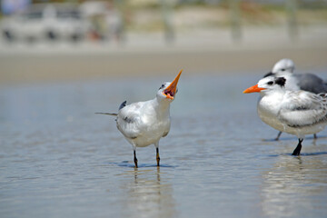 A royal tern standing next to another, in the swash, calling out, with its beak wide open, at Ponce Inlet Beach, Florida