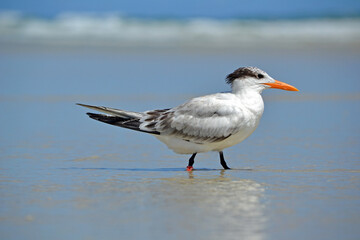 A banded royal tern walking to the right in the swash, crashing waves in the background, at Ponce Inlet Beach, Florida  