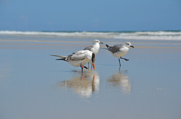 A royal tern and two seagulls standing in the swash at the shoreline, their images mirrored while the waves and horizon provides a beautiful backdrop at Ponce Inlet Beach, Florida