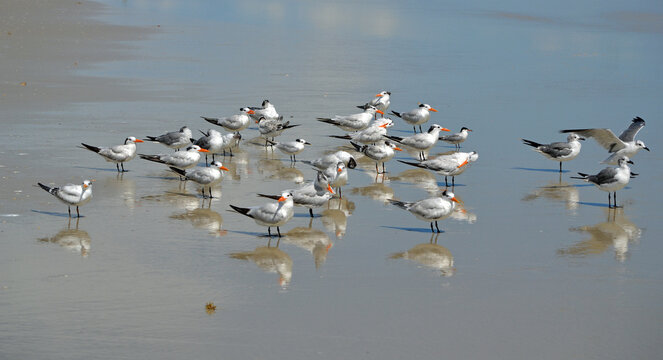 A flock of royal terns standing behind a few seagulls in the swash, mirrored images of the birds and clouds in the shallow water, at Ponce Inlet Beach, Florida