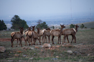 Naklejka premium Elk in a field with a city behind it