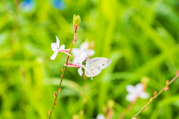 白蝶草（ガウラ）に飛来し、蜜を吸うモンシロチョウ