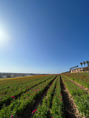Rows of Colorful Flowers in a Field under a Clear Blue Sky in San Diego, California