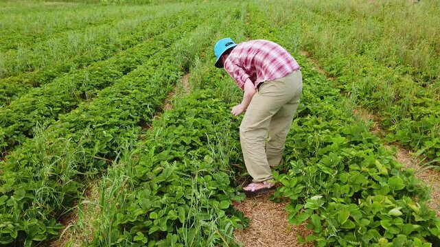 Harvesting ripe strawberries on an organic farm in Markham, Ontario, Canada.