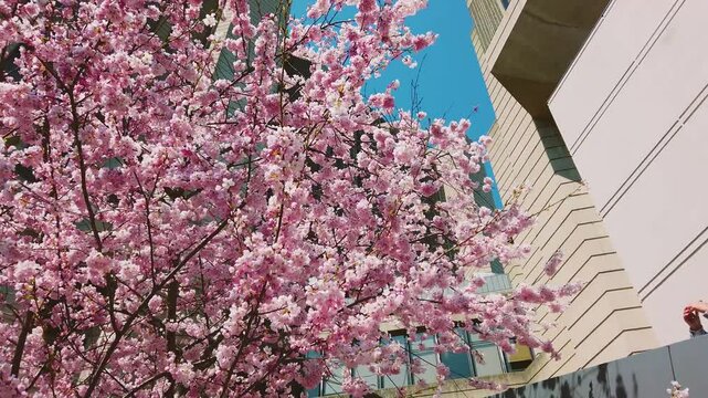 Spring cherry blossoms at the area of campus University of Toronto, Toronto, Ontario, Canada.