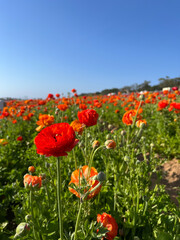 Field of Yellow and Red Flowers under a Clear Blue Sky in San Diego, California