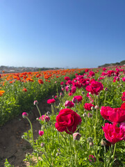 Rows of Colorful Flowers in a Field under a Clear Blue Sky in San Diego, California