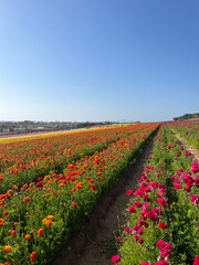 Rows of Colorful Flowers in a Field under a Clear Blue Sky in San Diego, California