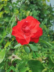 Vibrant Red Rose in Bloom