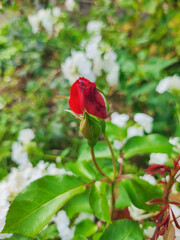 Obraz premium A vibrant red rosebud stands out in a garden of white flowers, symbolizing potential and new beginnings. Perfect for themes of nature, growth, and beauty.