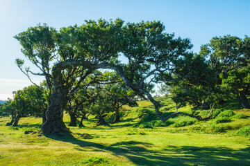 Centuries-old til trees in fantastic magical idyllic Fanal Laurisilva forest on sunset. Madeira island, Portugal