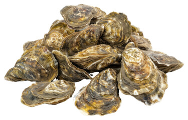 PNG Fresh raw oysters seafood delicacy