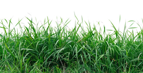 Obraz premium PNG Lush green grass background