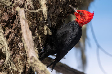 The Magellanic Woodpecker in Patagonia. 