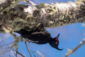 Patagonian Giant Woodpecker, female searching for food.