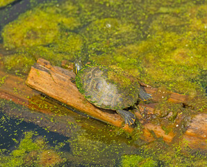A Slider Turtle Sunning Itself
