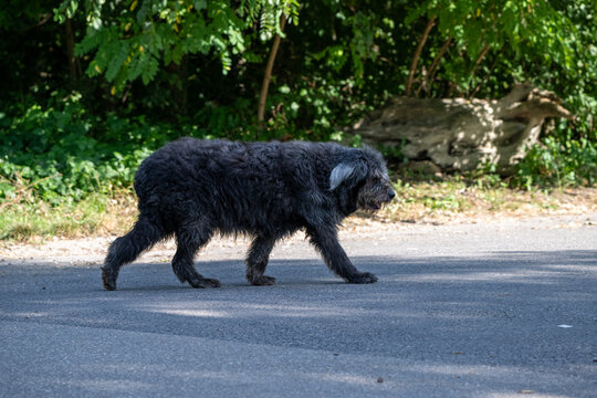 Zotteliger Hund spaziert ruhig &uuml;ber die Stra&szlig;e
