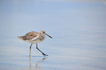 A series of photos showing a willet, large sandpiper, foraging for giant sand fleas at the oceans edge in Ponce Inlet Beach, Florida successfully scoring one in the end.   