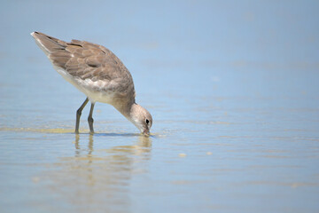 A series of photos showing a willet, large sandpiper, foraging for giant sand fleas at the oceans edge in Ponce Inlet Beach, Florida successfully scoring one in the end.   