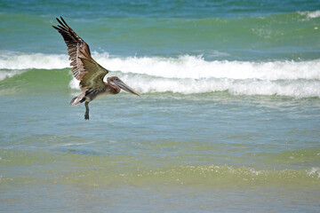 A Juvenile Brown Pelican, its wings outstretched, gliding over the shallow waters in the surf close to the shoreline fishing. 