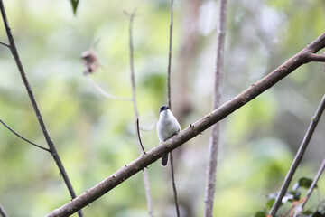 The northern puffback (Dryoscopus gambensis) is a species of bird in the family Malaconotidae. This photo was taken in Nyungwe National Park, Rwanda.