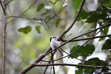 The northern puffback (Dryoscopus gambensis) is a species of bird in the family Malaconotidae. This photo was taken in Nyungwe National Park, Rwanda.
