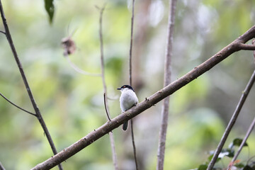 The northern puffback (Dryoscopus gambensis) is a species of bird in the family Malaconotidae. This photo was taken in Nyungwe National Park, Rwanda.