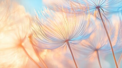 A close-up of a dandelion seed head at dusk, with the soft light creating a serene atmosphere.