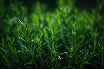A close up photo of a rosemary plant with blurred background