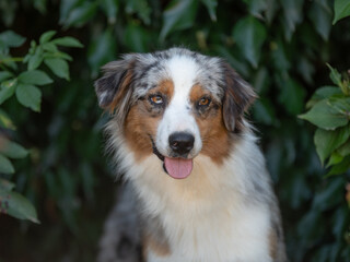 Chien adulte de race berger australien dans la nature 