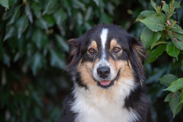 Chien adulte de race berger australien dans la nature 