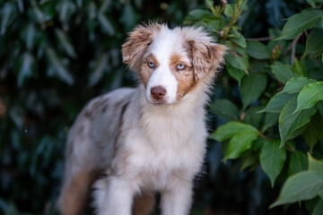 Portrait d'un chiot de race berger am&eacute;ricain 