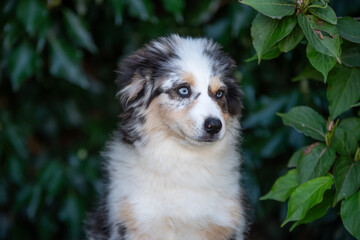 Portrait d'un chiot de race berger américain 