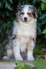 Portrait d'un chiot de race berger américain 