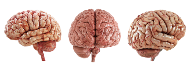 3D Human Brain Set on Transparent Background