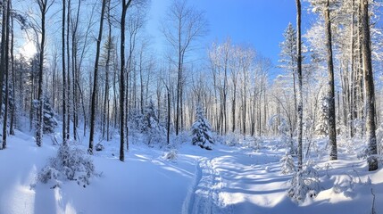 Obraz premium A panoramic view of a snowy forest under a clear blue sky, with fresh snow covering the trees and ground
