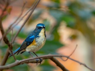 Fototapeta premium 森の中の暗い木陰で周りを見渡しているルリビタキの雄