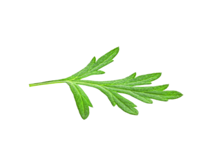 leafChula Lampha Herb