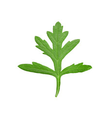 leafChula Lampha Herb