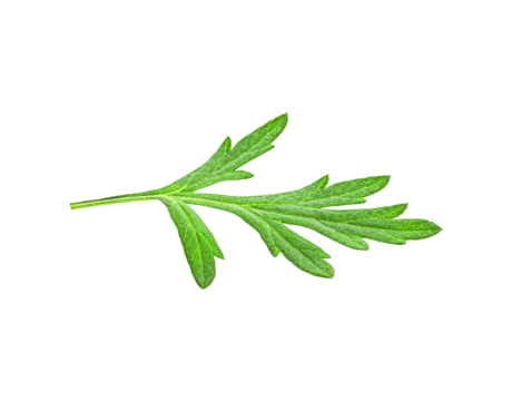 leafChula Lampha Herb