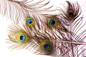 Obraz premium beautiful peacock feather pattern on white background