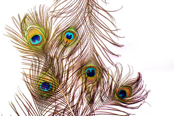 Obraz premium beautiful peacock feather pattern on white background
