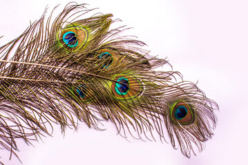 Obraz premium beautiful peacock feather pattern on white background